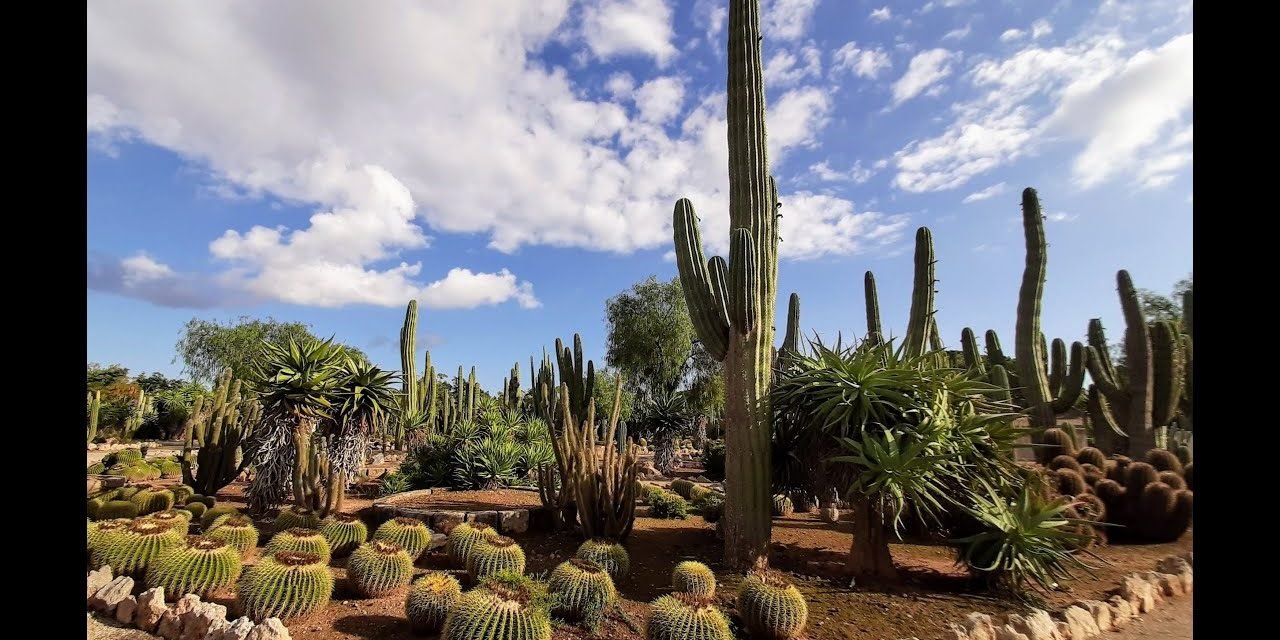 Descubre el fascinante mundo de Botanicactus: Guía completa sobre cuidados y curiosidades