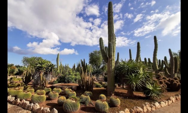Descubre el fascinante mundo de Botanicactus: Guía completa sobre cuidados y curiosidades
