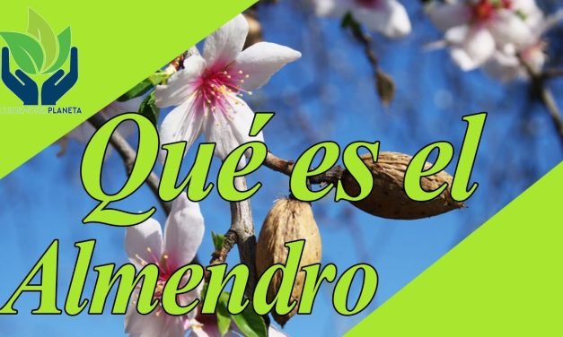 Descubre la Belleza Única de la Flor del Almendro: Significado, Cuidados y Curiosidades