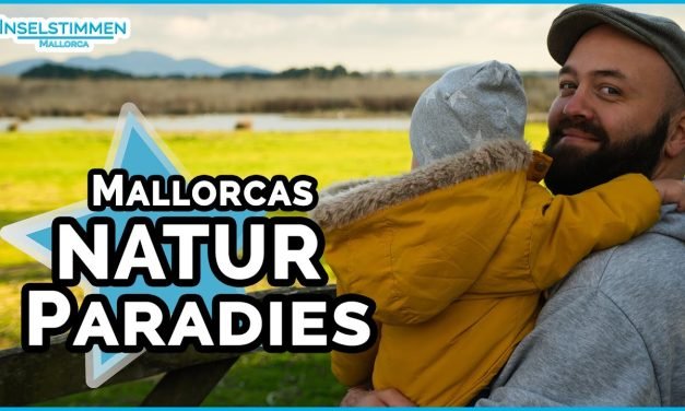 Descubre la belleza natural de S’Albufera, el paraíso de la vida silvestre en Mallorca