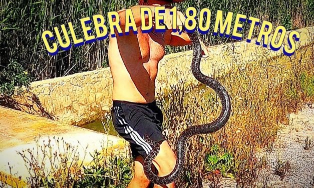Guía Completa Sobre la Serpiente de Herradura: Hábitat, Comportamiento y Conservación