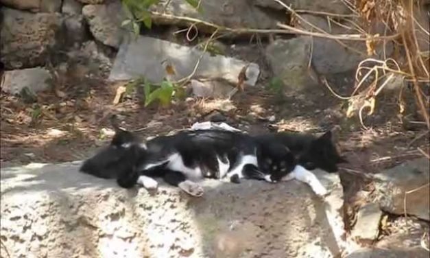 Los Mejores Consejos para Dueños de Gatos en Mallorca – Guía Completa 2023